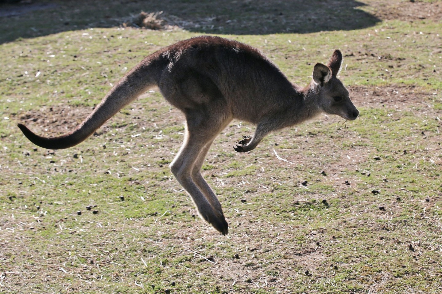 In Australien vergeben die Behörden Lizenzen zum Töten von Kängurus. (Archivbild)