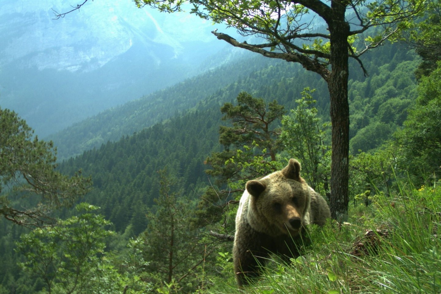 Das Trentino gilt als die Bären-Region Italiens.