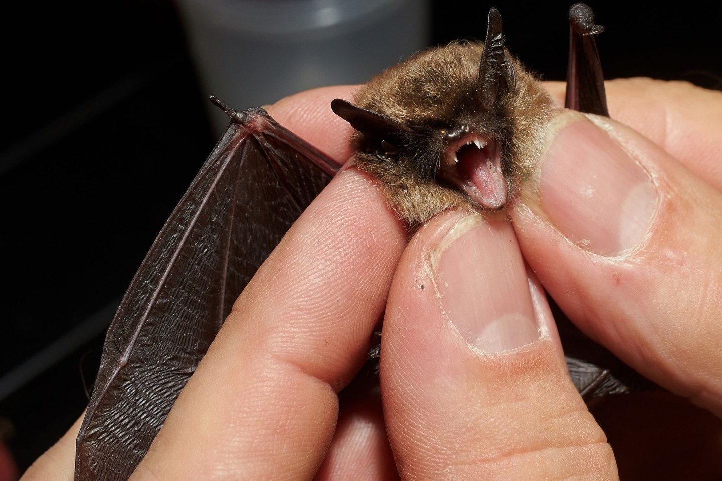 Bei der «Batnight» am 24. August dreht sich alles um die Fledermaus. (Archivbild)