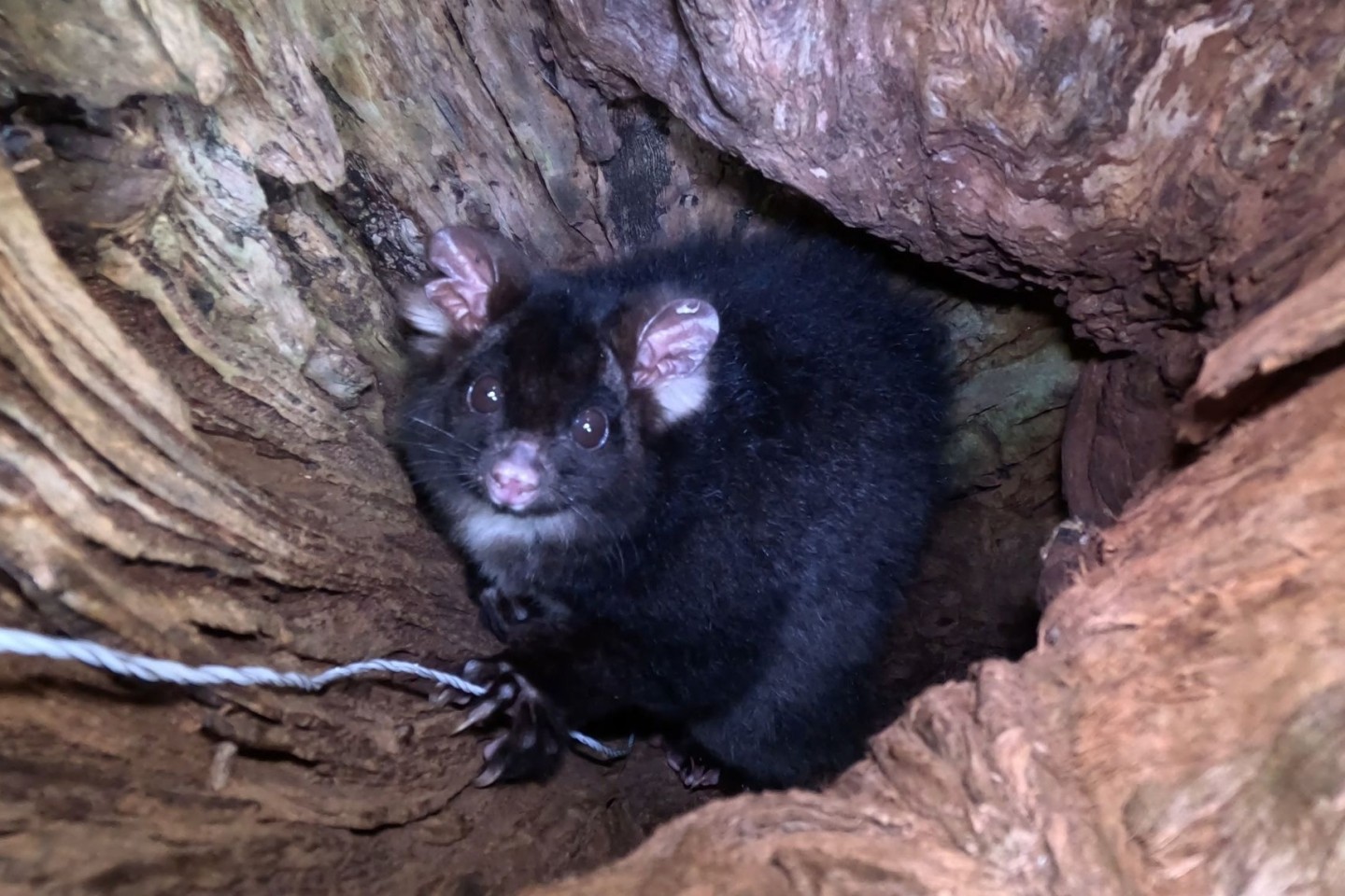 «Greater Gliders» gehören zu den am stärksten bedrohten Säugetieren der Welt.