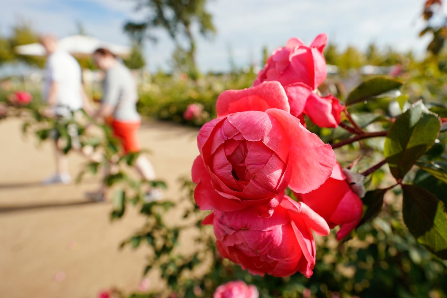 Rosen blühen auf dem Gelände der Bundesgartenschau in Mannheim.