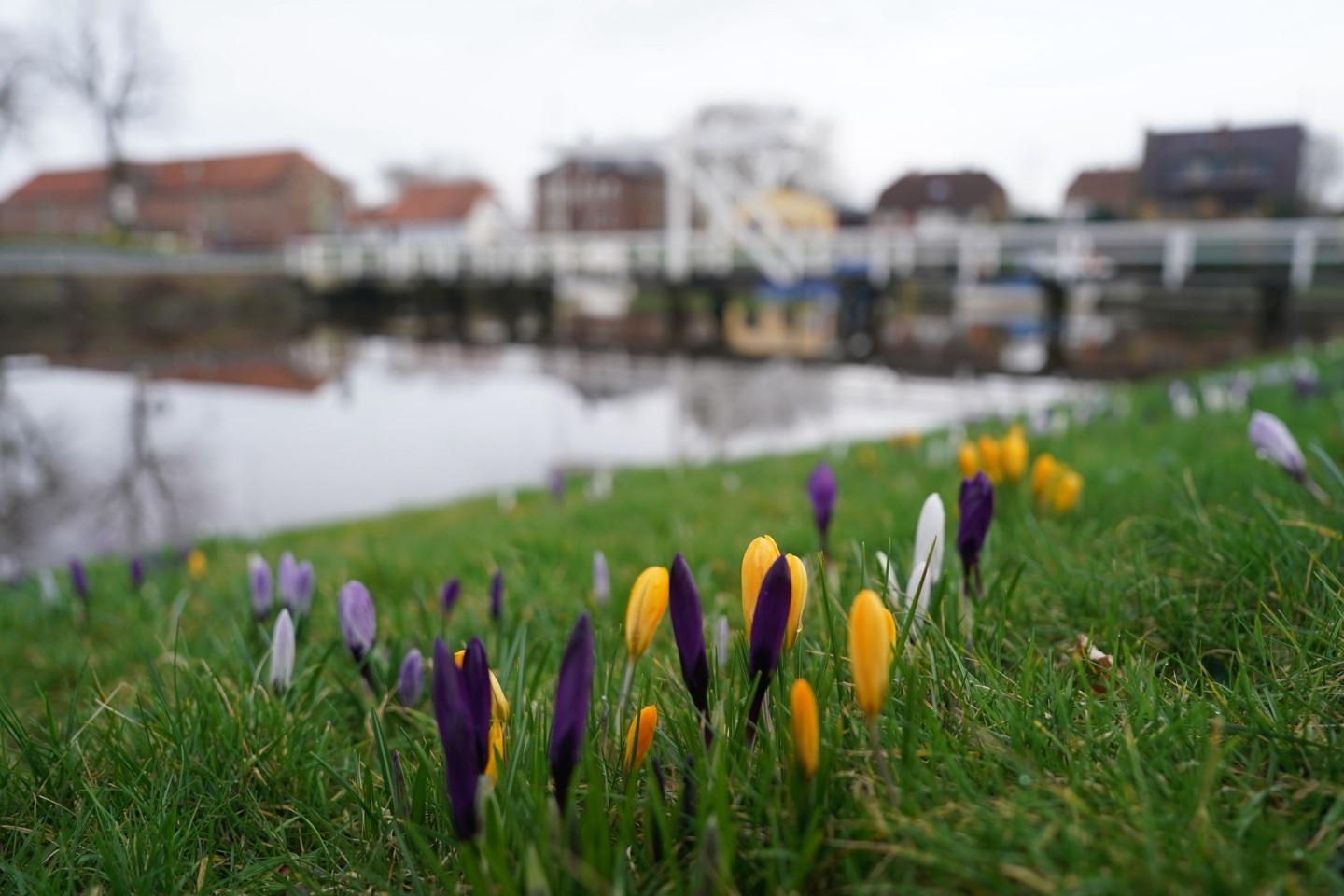 Krokusse auf einer Wiese im historischen Hafen von Tönning.