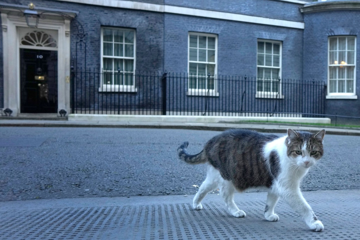 Der 16 Jahre alte Kater Larry lebt seit 2011 im Sitz des britischen Premierministers.