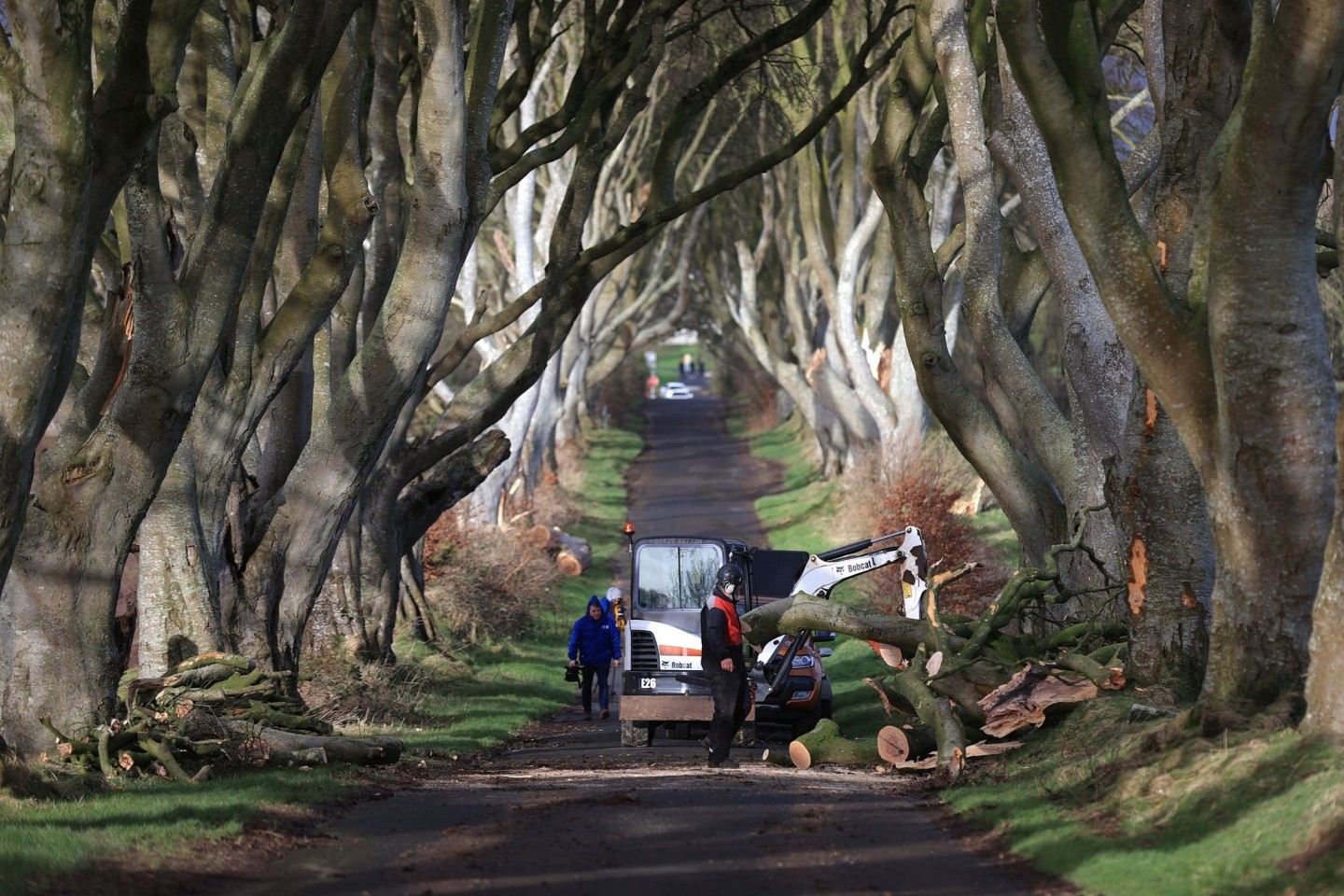 Aufräumarbeiten in der der «Dark Hedges» genannten Straße.