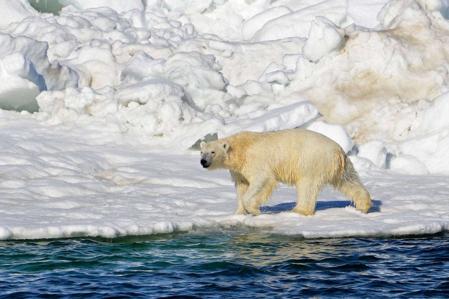 Ein Eisbär hat sich zum ersten Mal mit dem Vogelgrippe-Virus infiziert.(Archivbild)