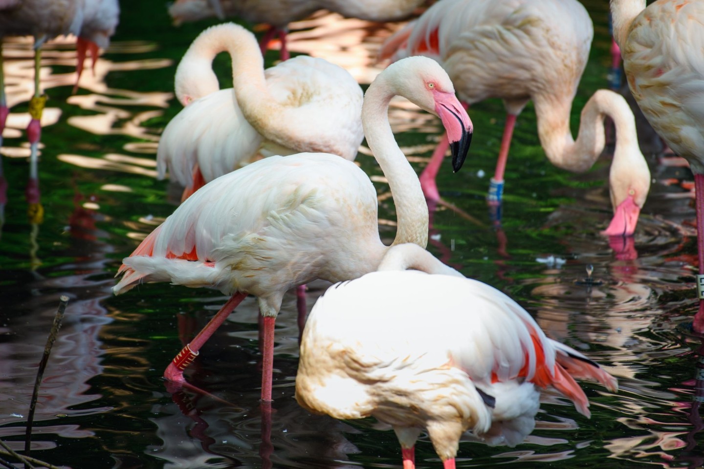 Der Flamingo Ingo lebte seit 1955 in Berlin.