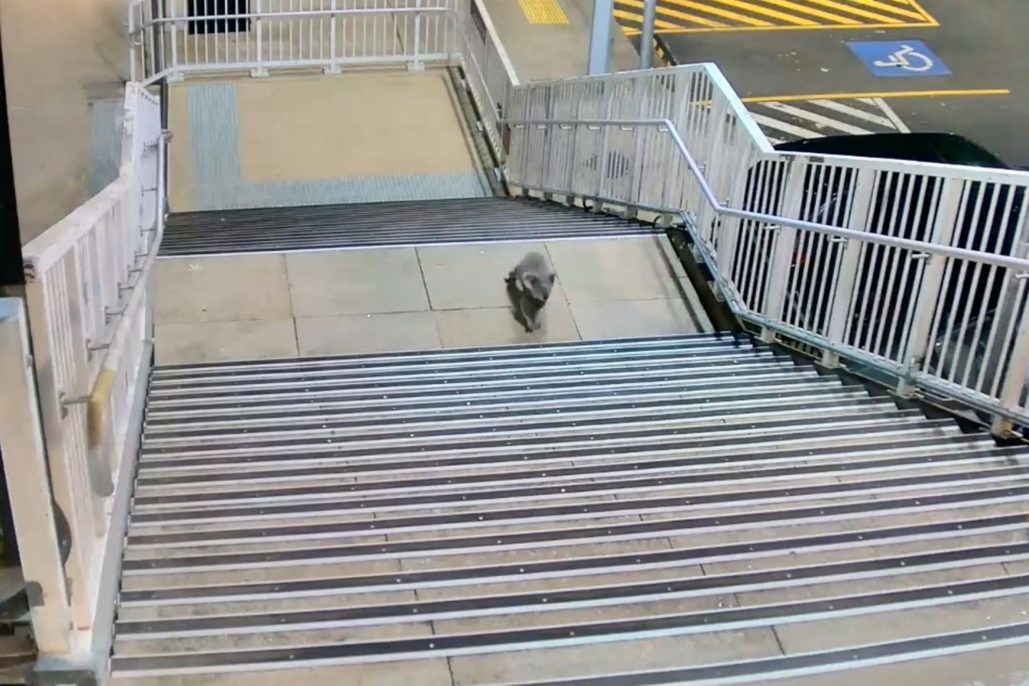 Koalas sind durch die urbane Entwicklung zunehmend bedroht.