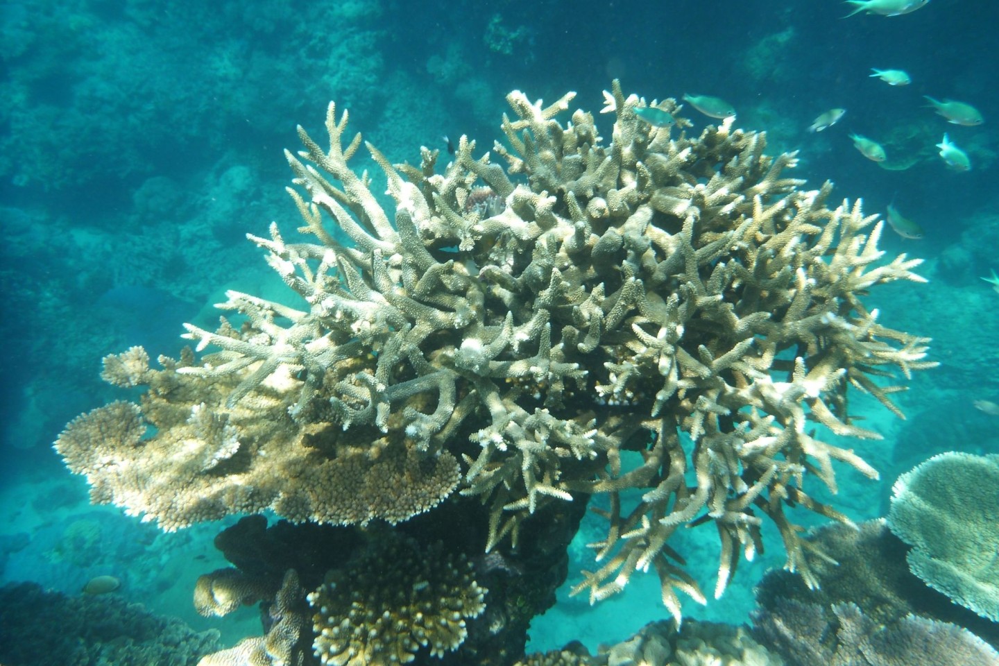 Korallen am Great Barrier Reef, die von der Korallenbleiche betroffen sind, vor der Küste von Cairns.