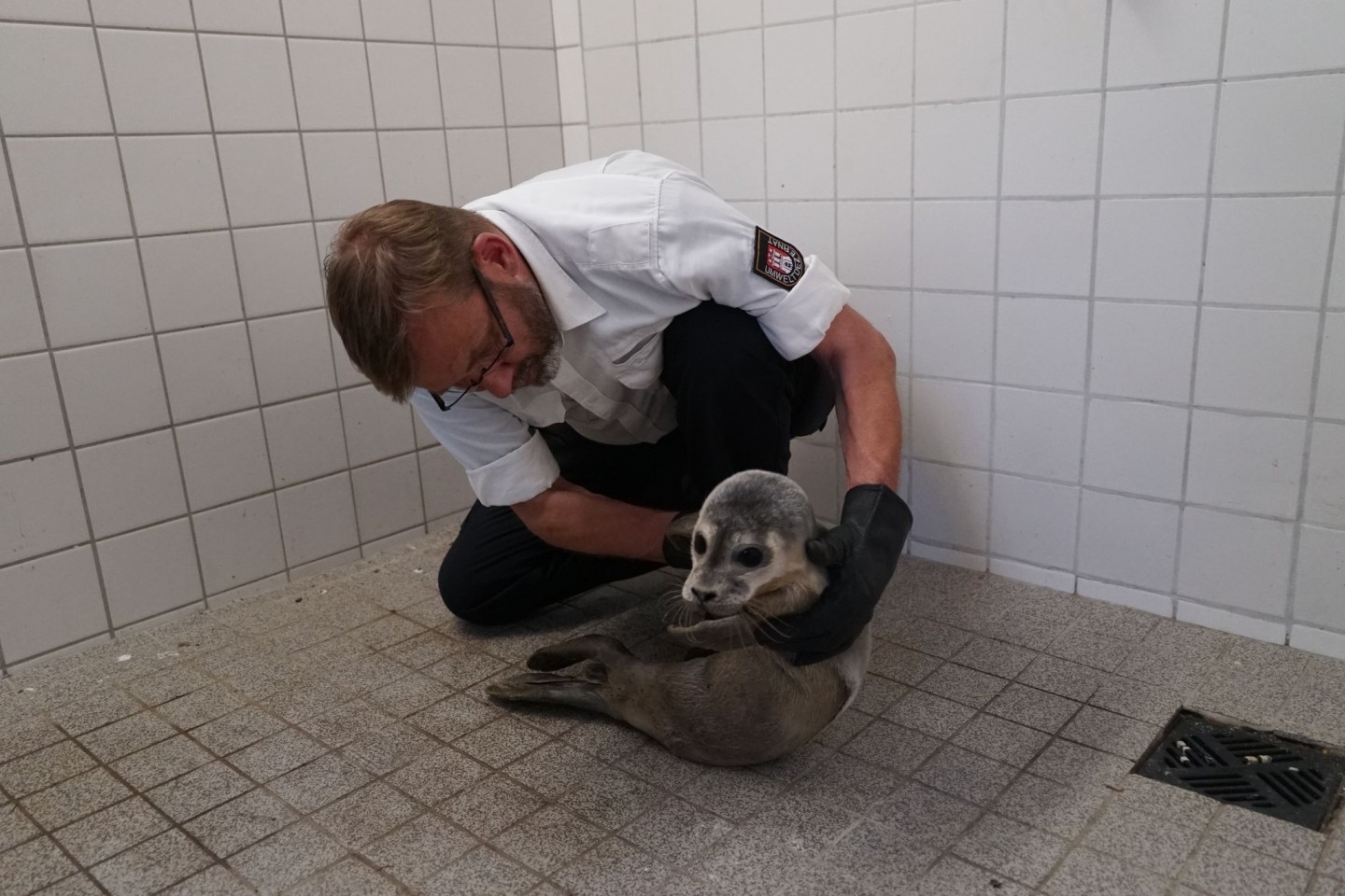 Hamburgs Schwanenvater Olaf Nieß untersucht den jungen Heuler.