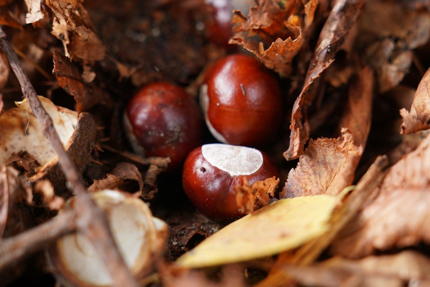 Hat der Conkers-Weltmeister etwa keine herkömmliche Kastanie genutzt? (Symbolbild)