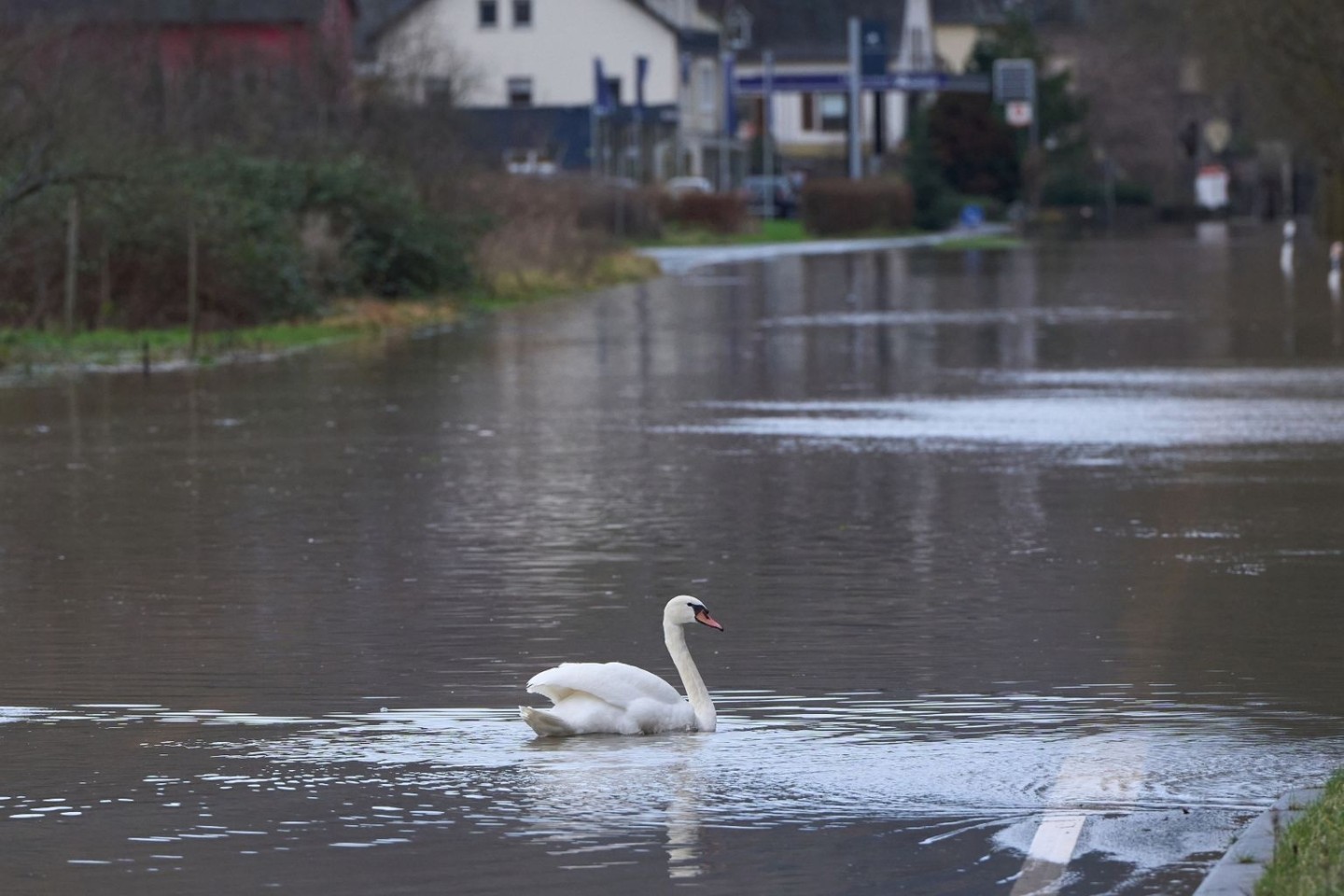 Ein Schwan auf einer überfluteten Bundesstraße in Rheinland-Pfalz.