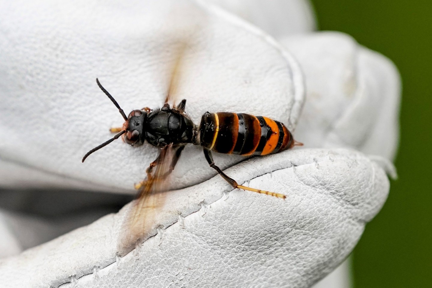 Eine Asiatische Hornisse (Vespa velutina nigrithorax).