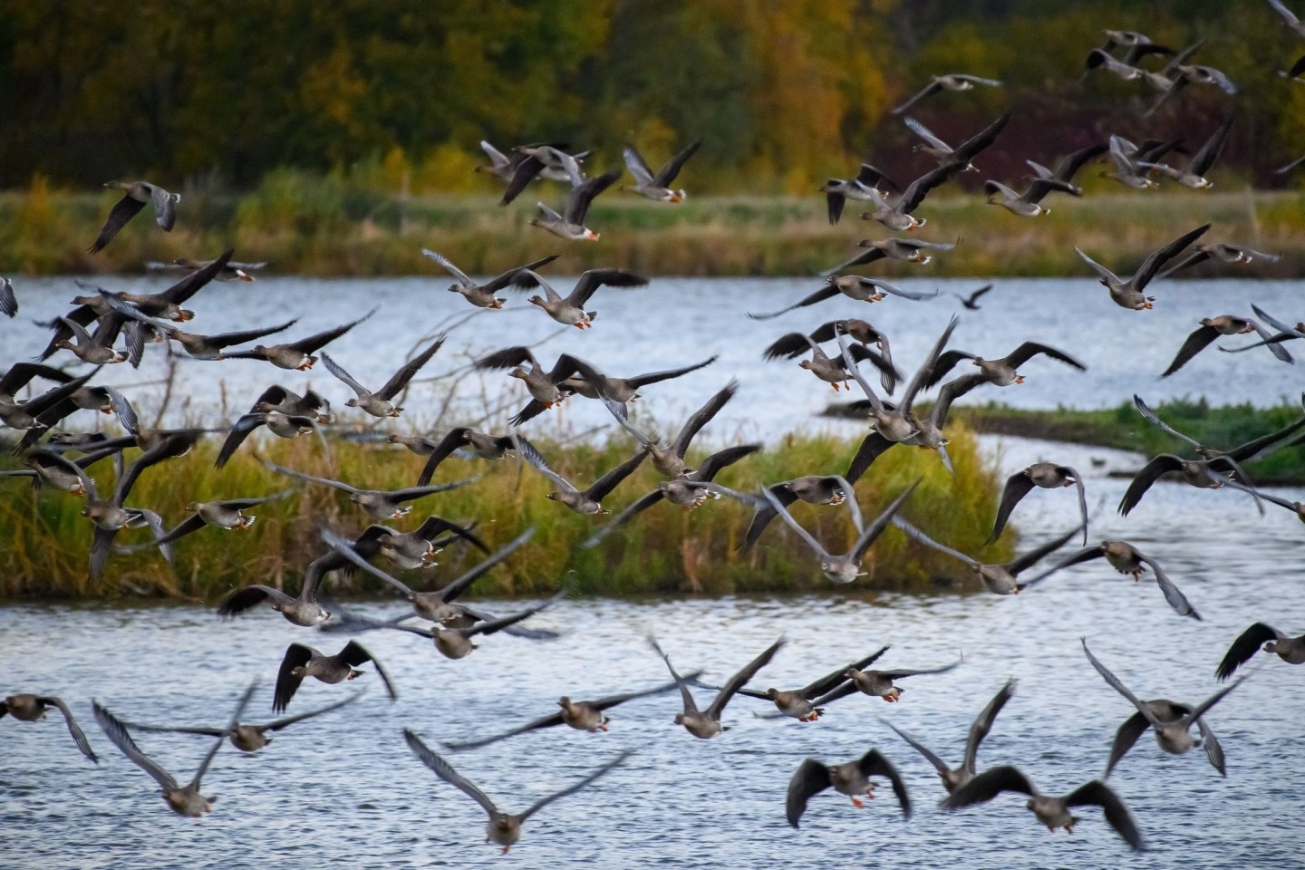 Der Drömling zwischen den Bundesländern Sachsen-Anhalt und Niedersachsen ist ein Unesco-Biosphärenreservat.