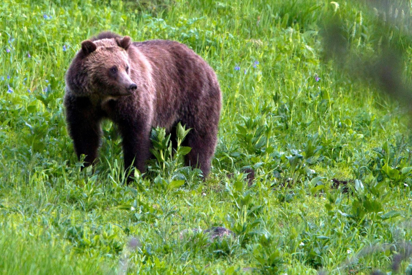 Ein Grizzlybär in der freien Natur. (Archivbild)