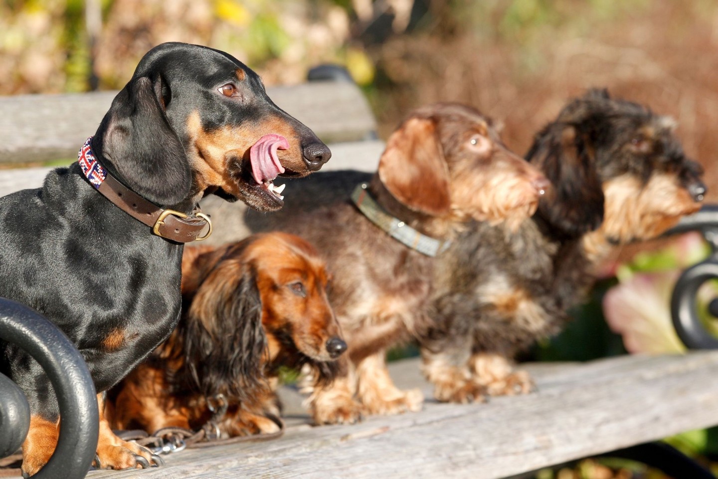 Experten zufolge haben kleine reinrassige Hunde mit länglichem Schädel die höchste mediane Lebenserwartung.