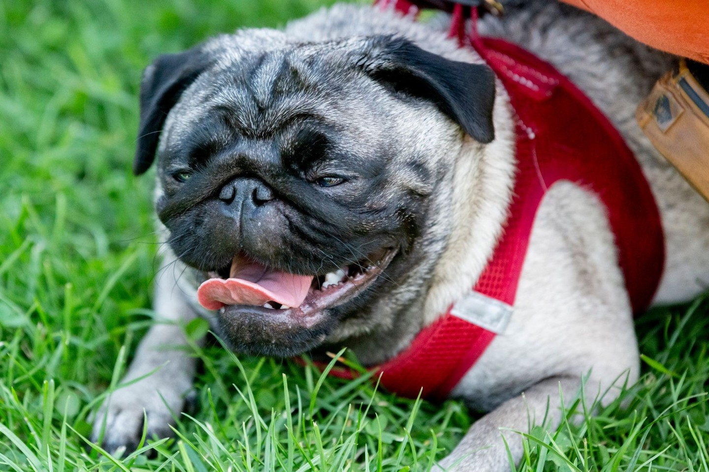 Ein Mops mit einer kurzen Nase leidet nicht selten unter Atemnot.