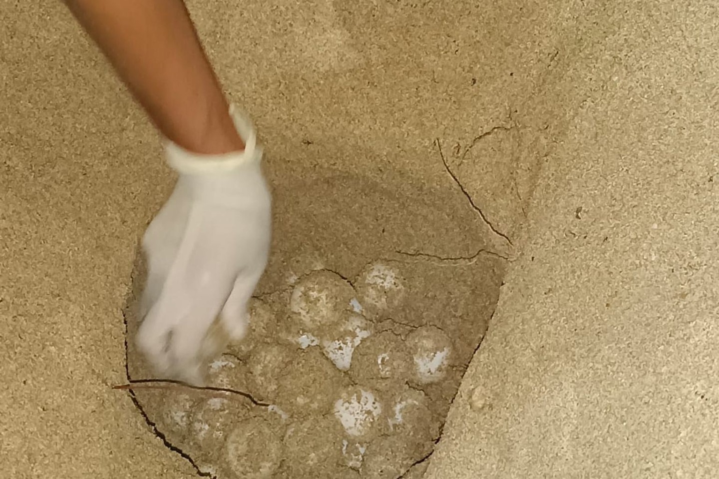 Das Bild zeigt das Nest einer Unechten Karettschildkröte am Strand auf Mallorca.