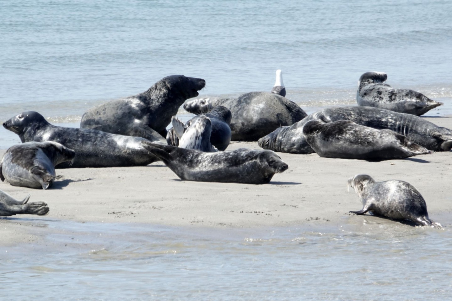 Die Zahl der Kegelrobben im Wattenmeer und auf Helgoland nimmt weiter zu - wenn auch langsamer als zuvor.