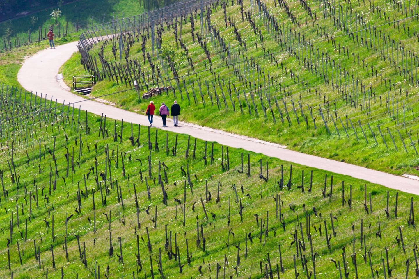 Spaziergänger genießen bei schönem Wetter die Weinberge nahe Stuttgart-Rotenberg und Uhlbach.