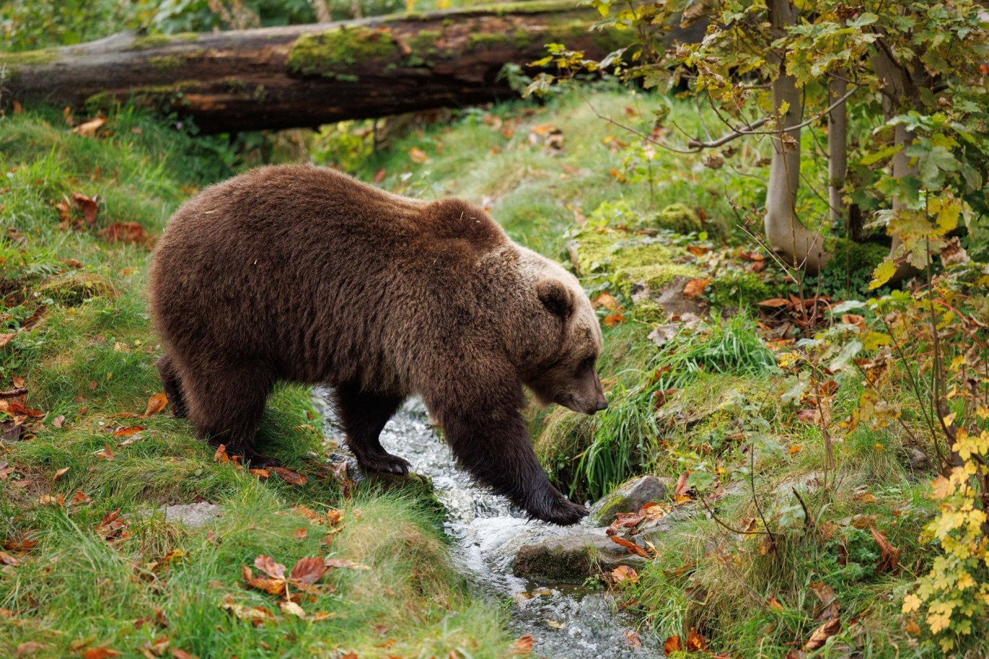 «Da das Wetter besonders mild und der Herbst reich an Früchten war, finden sie leichter etwas zu fressen, weshalb einige noch immer nicht mit der Winterruhe begonnen haben», berichtet der...