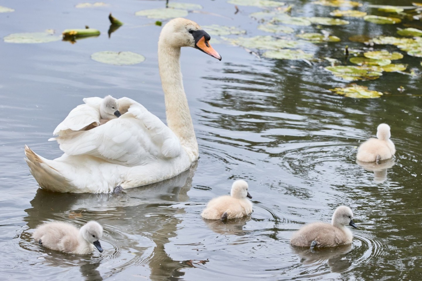 Eine Schwanen-Mutter ist mit ihren drei bis vier Tage alten Schwanenküken an der Außenalster unterwegs.