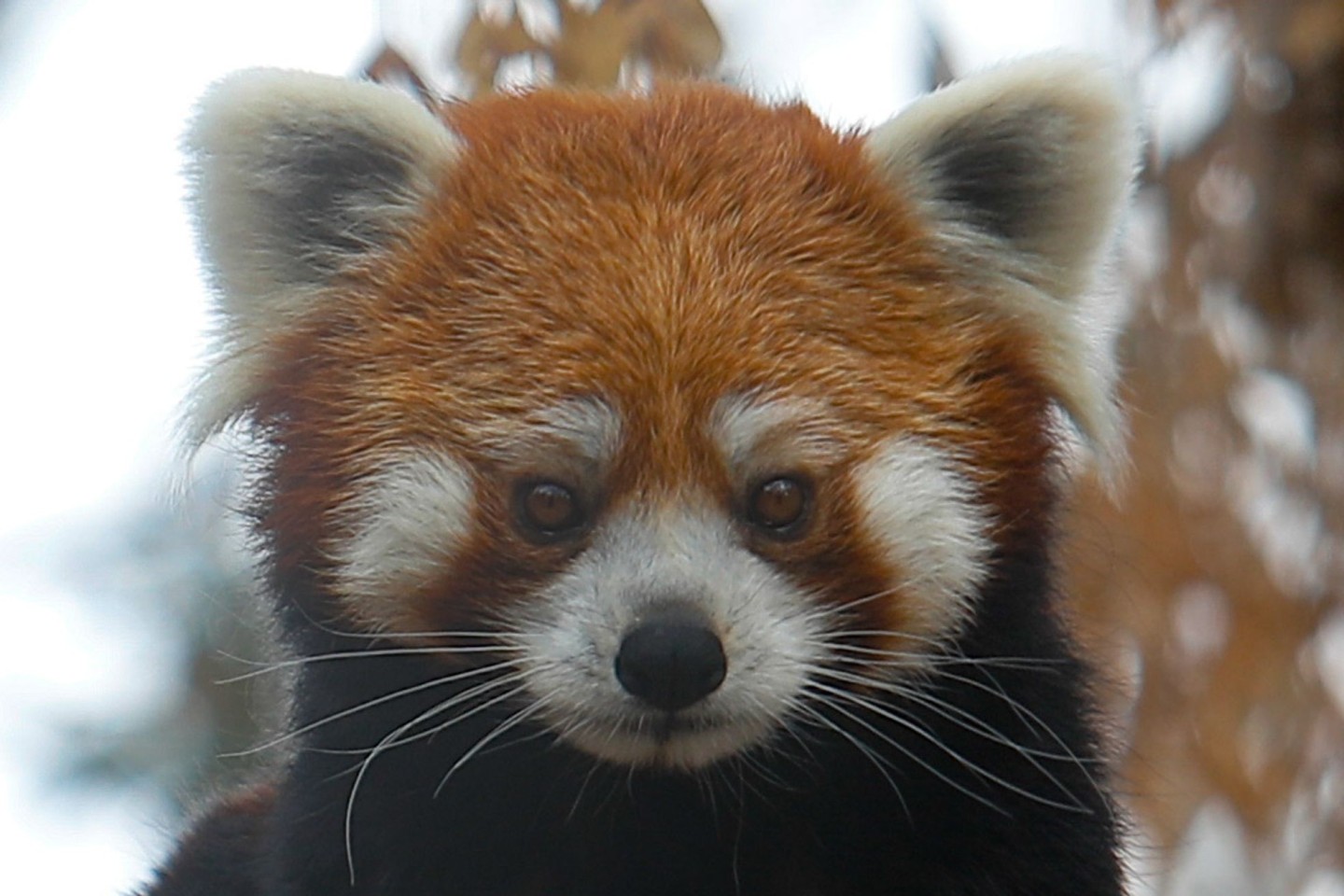 Der Rote Panda wird auch Katzenbär genannt (Symbolbild).