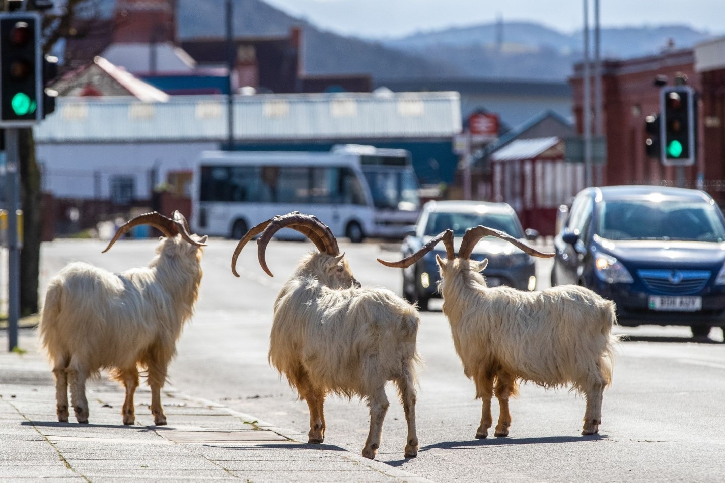 Ziegen stehen im Frühjahr 2020 auf einer Straße im walisischen Llandudno, die aufgrund der Corona-Ausgangsbeschränkungen nur schwach befahren ist.