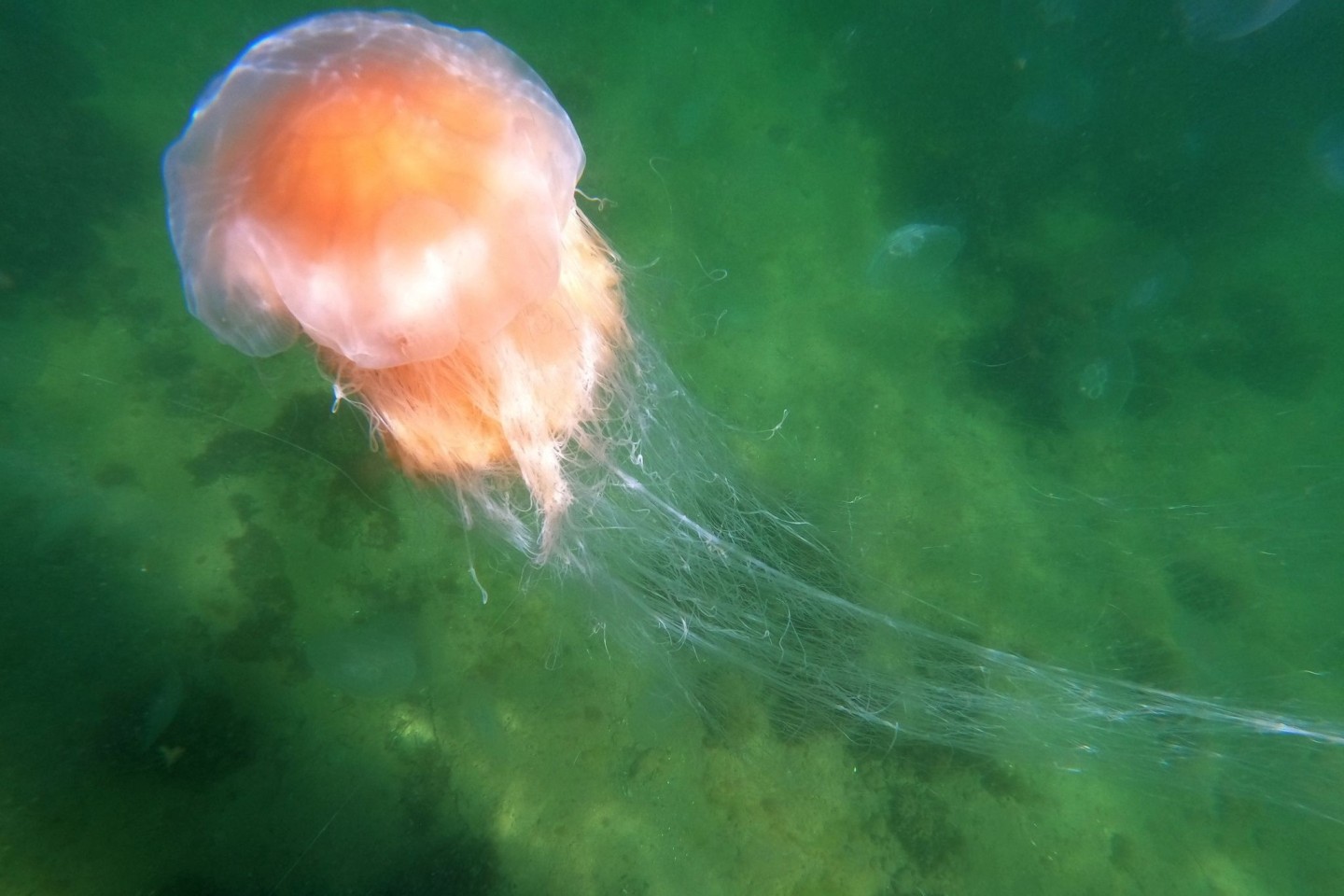 Eine Feuerqualle schwimmt in der Ostsee.