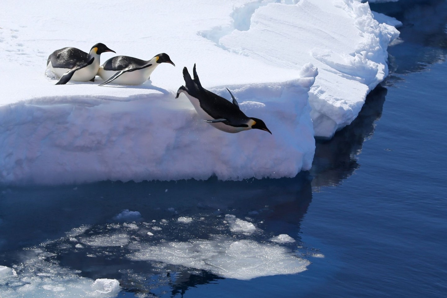 Das Meeresschutzgebiet ist die Heimat vieler Pinguine. (Symbolbild)