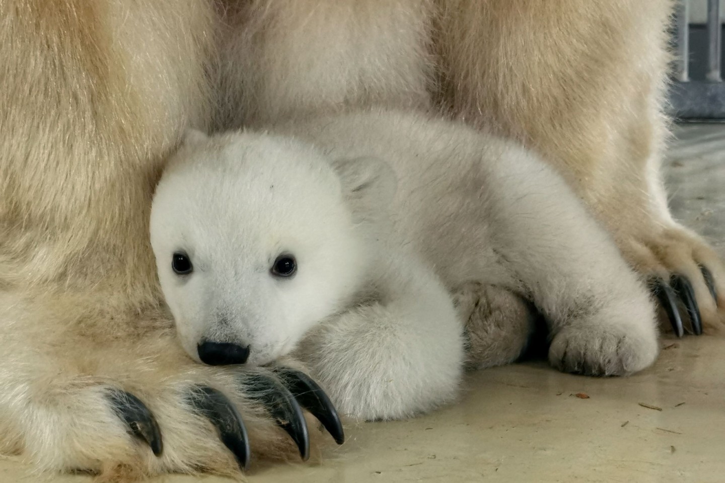 Das Eisbärenbaby sucht die Nähe seiner Mutter Victoria.