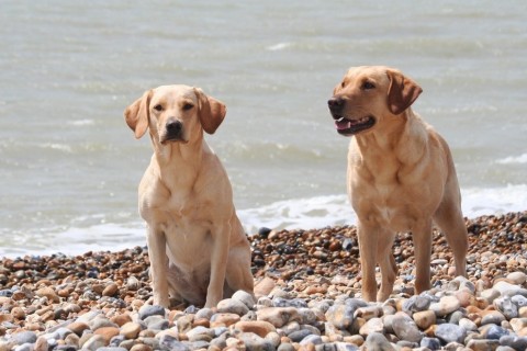 Tipps und Tricks für einen entspannten Urlaub mit Hund 🐾🌞