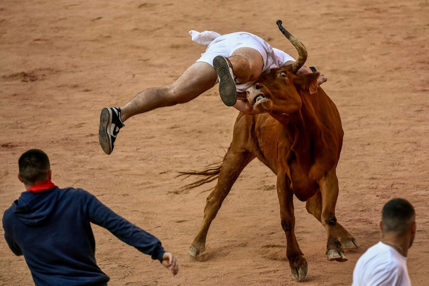 Ein Feiernder wird am Ende des vierten Stiertreibens in Pamplona von einer Kuh auf die Hörner genommen.