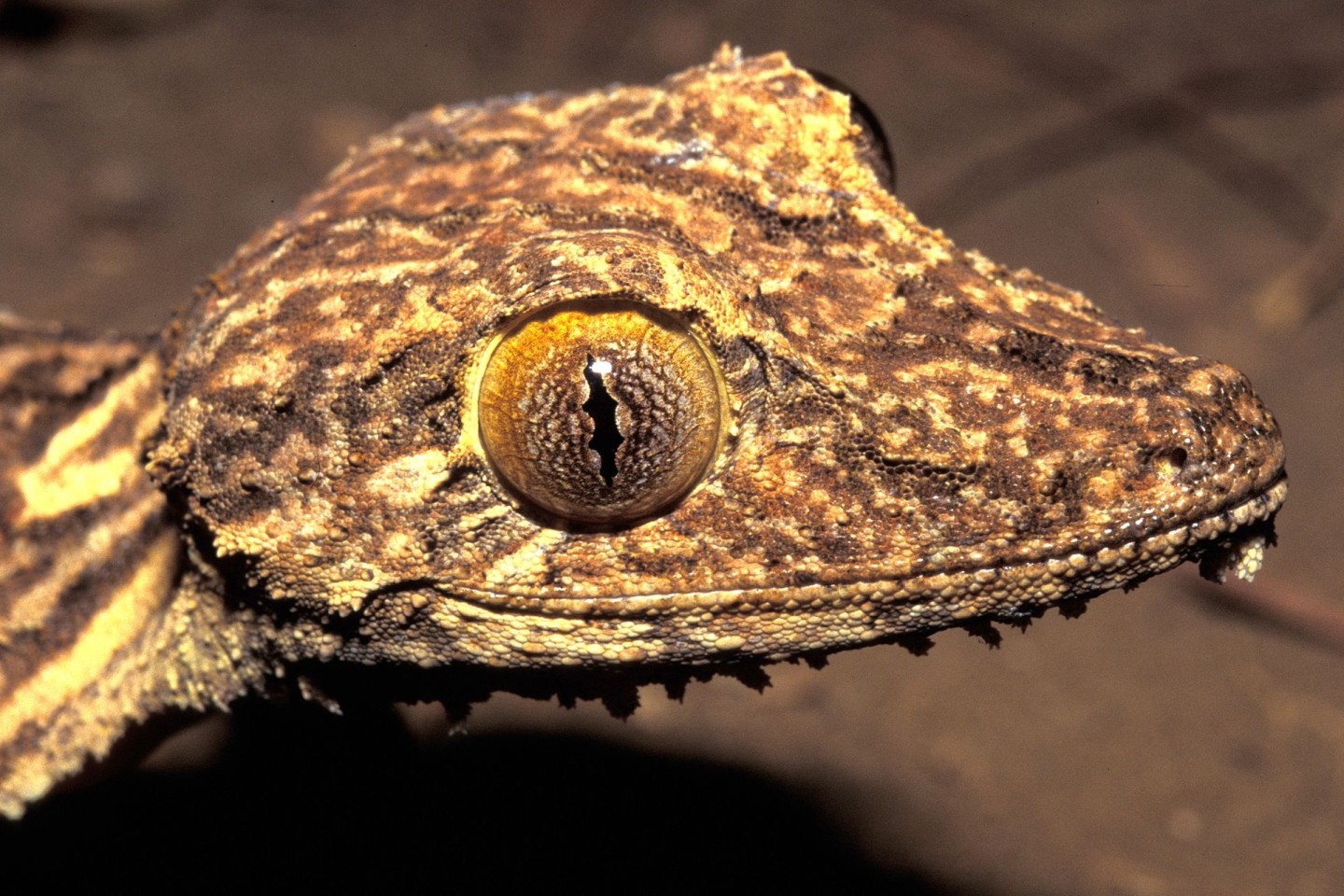 Kopfportrait des vor 23 Jahren entdeckten Blattschwanzgeckos aus Madagaskar.