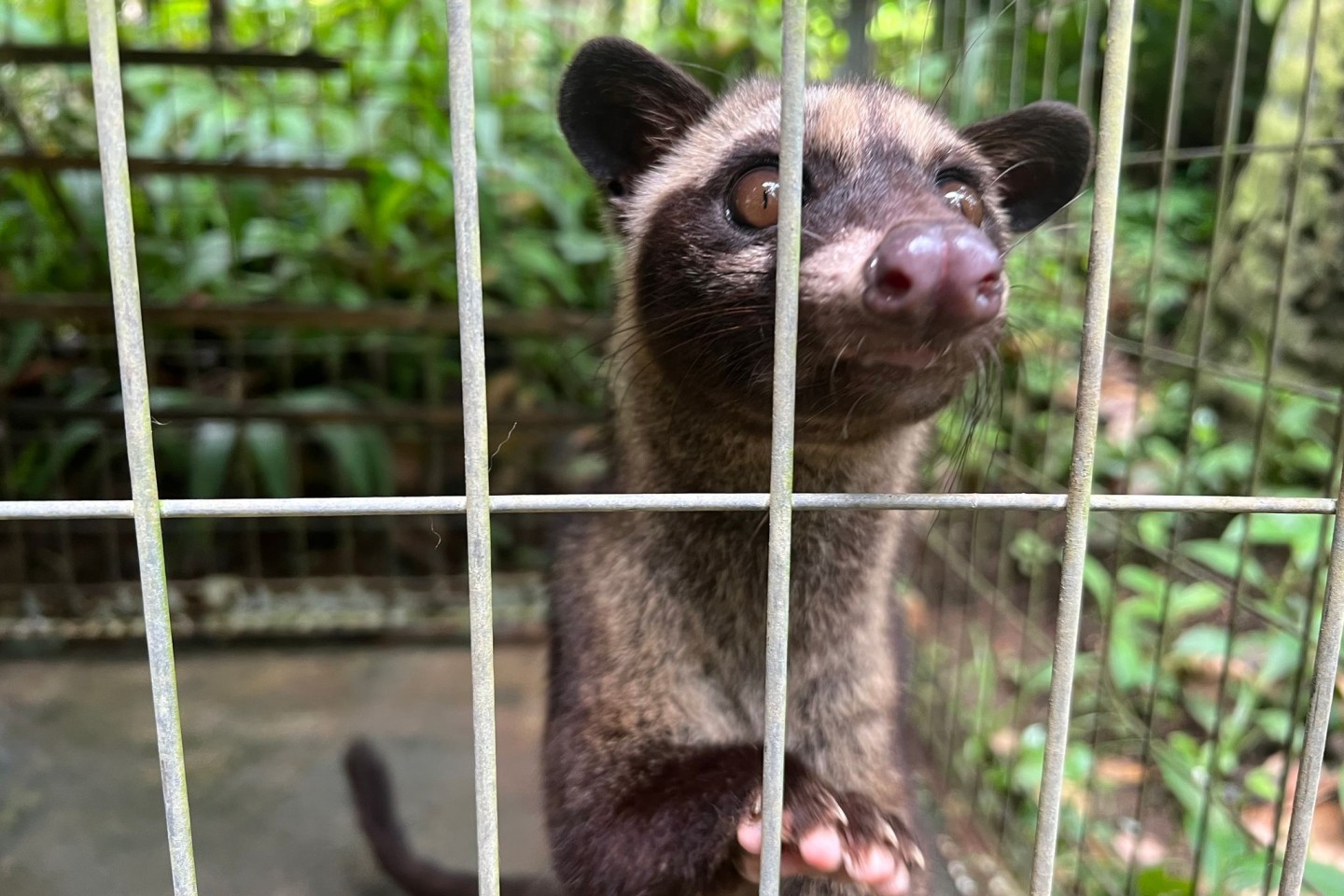 Eine junge Schleichkatze in ihrem Käfig in einem Kaffeegarten für Touristen auf Bali. Die Tiere werden eingesperrt, um Luwak Coffee (Kopi Luwak) zu produzieren, den wohl teuersten Kaffee d...