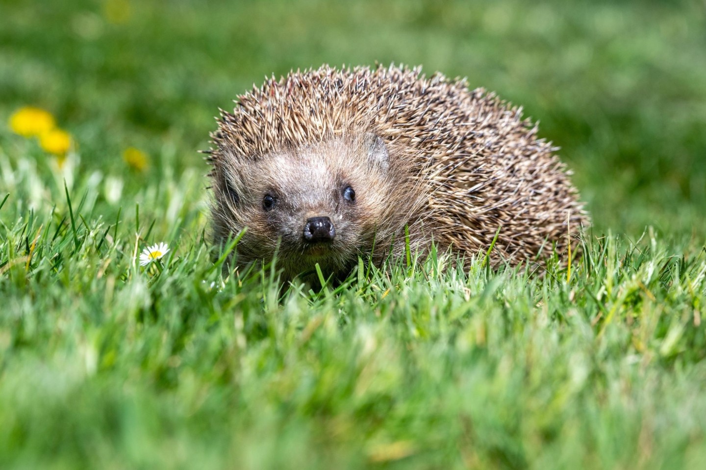 Ziel ist es unter anderem, erstmals flächendeckend belastbare Zahlen zu Igel-Beständen zu ermitteln.