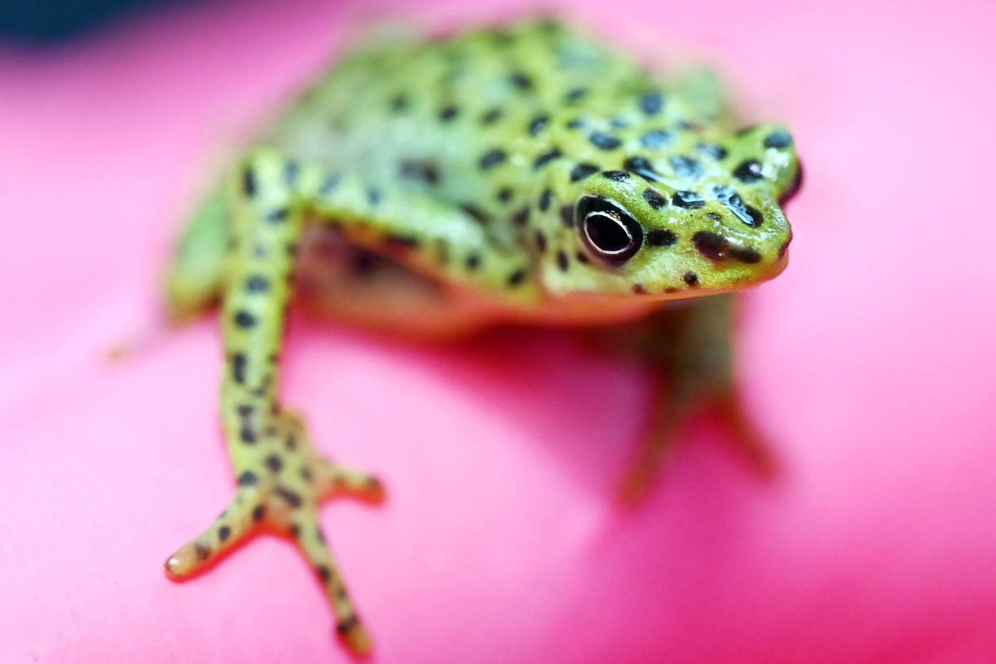 Eine bedrohte Rio-Pescado-Stummelfußkröte (Atelopus balios) im Karlsruher Zoo. In der baden-württembergischen Stadt trifft sich der Verband der Zoologischen Gärten (VdZ) zur Jahrestagung...